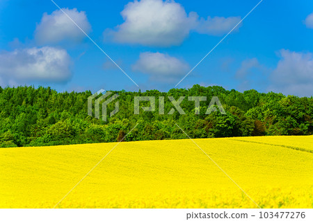 Rape flower field in full bloom 103477276