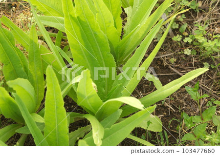 Barley lettuce that is ready to eat Barley lettuce that is ready to eat 103477660
