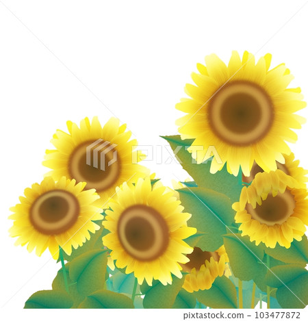 向日葵田2 向日葵田2 103477872