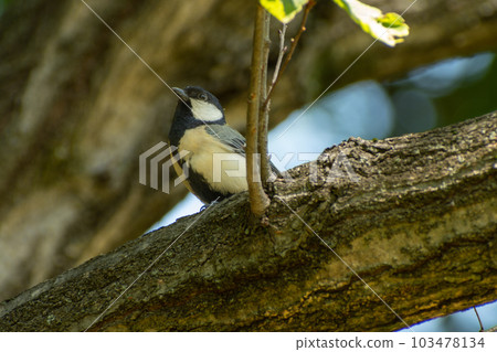 山雀看著周圍的環境 103478134