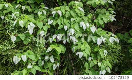 Matatabi leaves - Stock Photo [103478539] - PIXTA