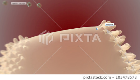 At the cellular level, the hepatitis A virus (HAV) invades liver cells (hepatocytes) and replicates. At the cellular level, the hepatitis A virus (HAV) invades liver cells (hepatocytes) and replicates. 103478578