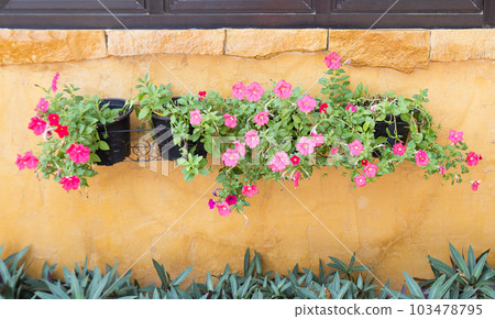 Fresh flower on the cement wall 103478795