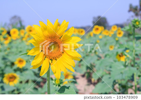 Beautiful sunflower in field 103478909