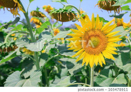 Beautiful sunflower in field 103478911