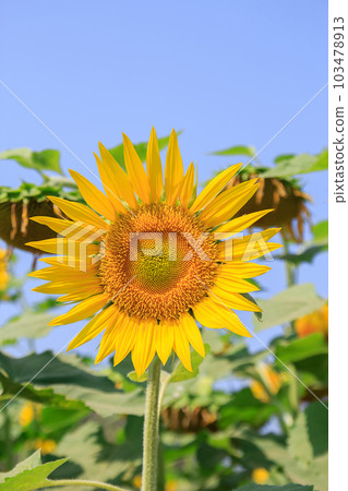 Beautiful sunflower in field 103478913
