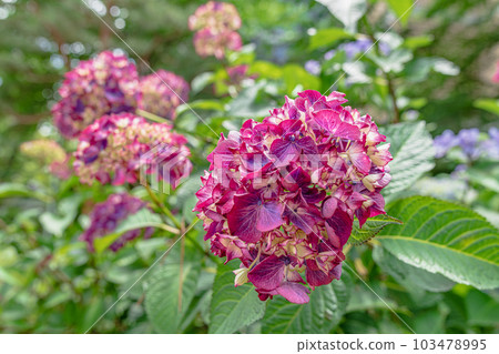 廣島市縮景園的繡球花 廣島市縮景園的繡球花 103478995