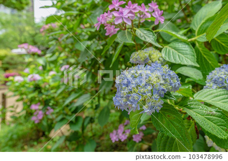 廣島市縮景園的繡球花 廣島市縮景園的繡球花 103478996
