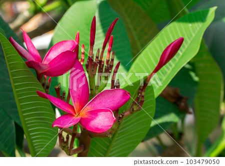 frangipani tropical flower frangipani tropical flower 103479050
