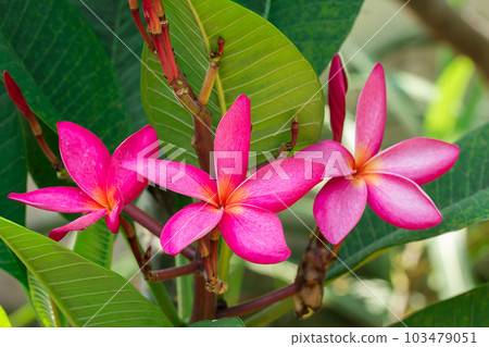 frangipani tropical flower frangipani tropical flower 103479051