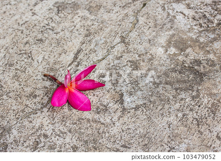 Plumeria flower copy specs on cement floor Plumeria flower copy specs on cement floor 103479052