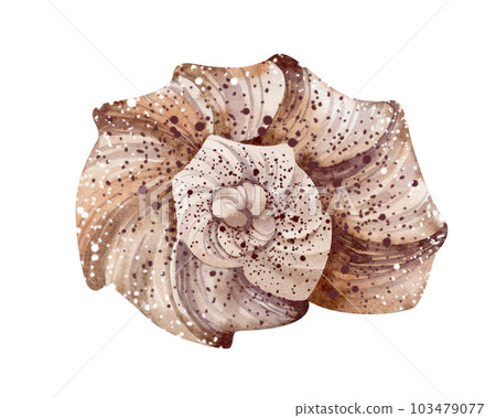 Set of Seashells on isolated white background, watercolor illustration, sea clipart 103479077