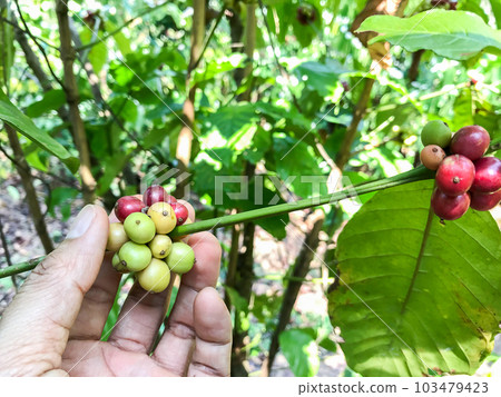 Fresh coffee beans are ripening on the branches or tree of coffee plantations. Fresh coffee beans are ripening on the branches or tree of coffee plantations. 103479423
