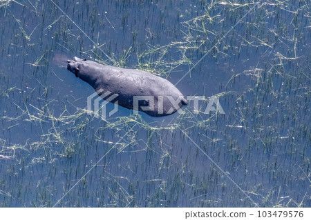 Aerial shot of an hippopotamus submerged in the Okavango Delta Aerial shot of an hippopotamus submerged in the Okavango Delta 103479576