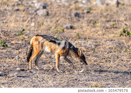 Close-up of a Jackal 103479578