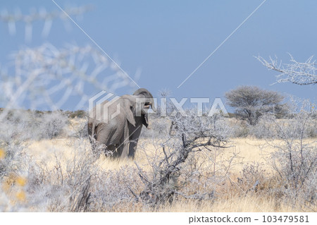 Two african Elephant fighting Two african Elephant fighting 103479581