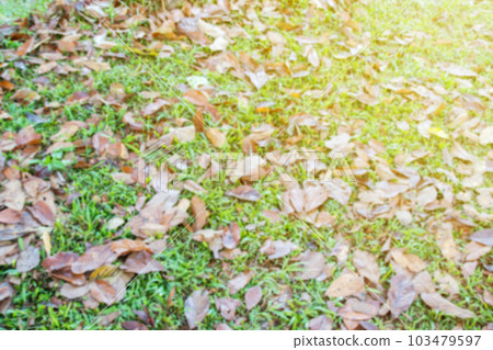 Blurred dry leaves of tree fall on the ground in the park 103479597
