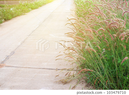 Close up of grass flower on sunset background Close up of grass flower on sunset background 103479710