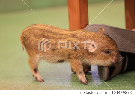 mini pig feel happy and walk around mini pig feel happy and walk around 103479858