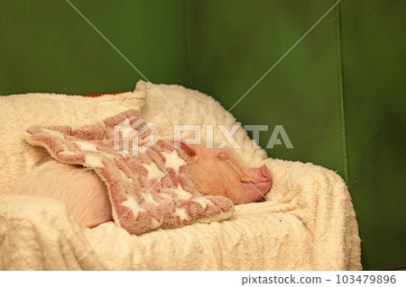 mini pig take a sleep on the sofa mini pig take a sleep on the sofa 103479896