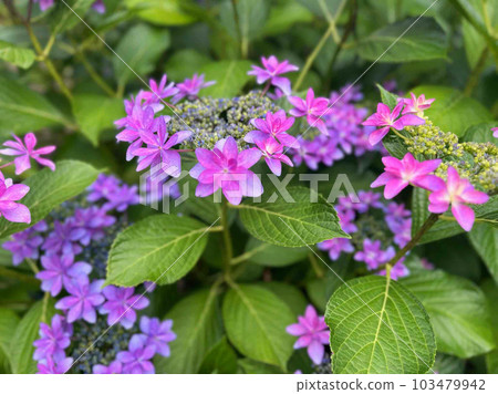  繡球花 103479942