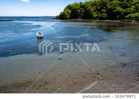 三浦半島哈希里水海灘清澈的海水中生長著大量的鰻草 三浦半島哈希里水海灘清澈的海水中生長著大量的鰻草 103479971