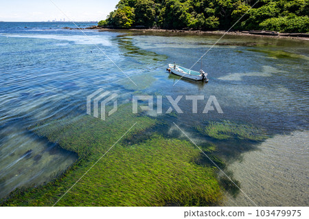 三浦半島哈希里水海灘清澈的海水中生長著大量的鰻草 三浦半島哈希里水海灘清澈的海水中生長著大量的鰻草 103479975