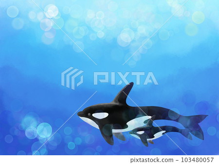 虎鯨親子海中游泳 103480057
