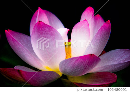 在陽光下閃耀的蓮花特寫 103480091