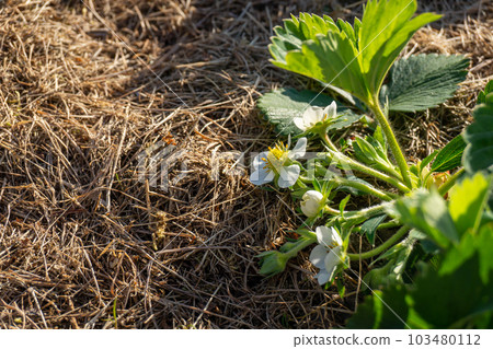 Young strawberry plant with white flowers growing on a bed of straw mulch outdoor in Spring, copy space. 103480112