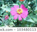 Beautiful and powerful zinnia elegans flower photo 103480113