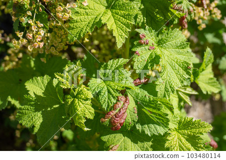 Galls of Redcurrant Blister Aphid or Cryptomyzus ribis on leaf of Redcurrant or Ribes rubrum. Currant disease. 103480114