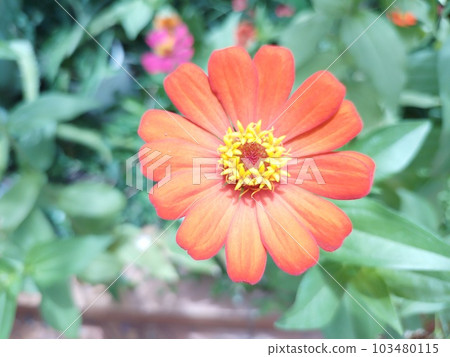Gorgeous and powerful zinnia elegans flower photo 103480115