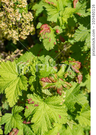 Galls of Redcurrant Blister Aphid or Cryptomyzus ribis on leaf of Redcurrant or Ribes rubrum. Currant disease. Galls of Redcurrant Blister Aphid or Cryptomyzus ribis on leaf of Redcurrant or Ribes rubrum. Currant disease. 103480116