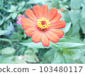 Excellent and powerful zinnia elegans flower photo 103480117