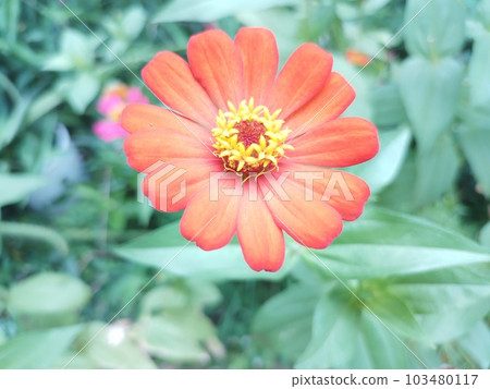 Excellent and powerful zinnia elegans flower photo Excellent and powerful zinnia elegans flower photo 103480117