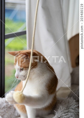 A cat playing with a toy Brown tiger white 103480119