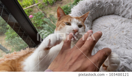 Cat biting hand Brown tiger white 103480121