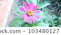 Pretty and powerful zinnia elegans flower photo 103480127