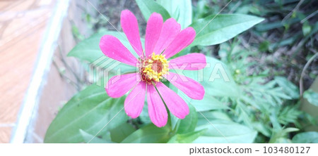Pretty and powerful zinnia elegans flower photo 103480127