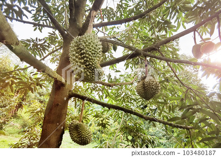 Close up of durians hanging  103480187