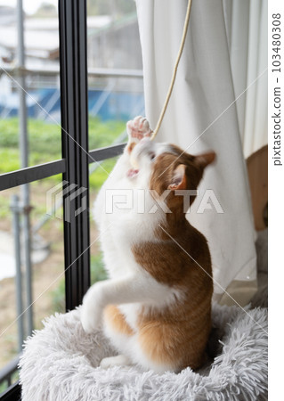 A cat playing with a toy Brown tiger white A cat playing with a toy Brown tiger white 103480308