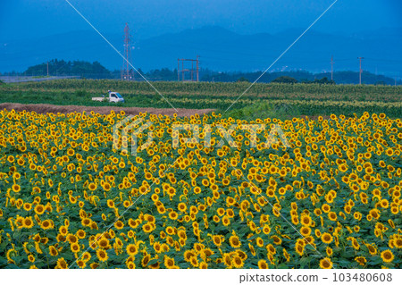 Yamanashi Prefecture] Sunflower in Akeno - Stock Photo [103480608