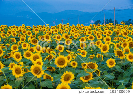  [Yamanashi Prefecture] Sunflower in Akeno 103480609