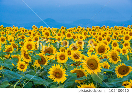  [Yamanashi Prefecture] Sunflower in Akeno 103480610