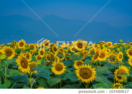  [Yamanashi Prefecture] Sunflower in Akeno 103480617