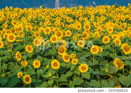 [Yamanashi Prefecture] Sunflower in Akeno 103480620