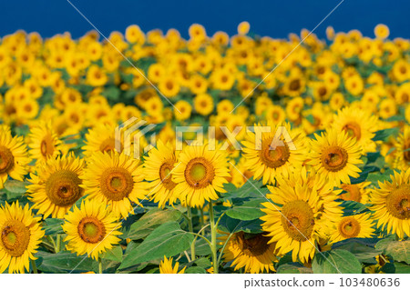  [山梨縣]明野向日葵 103480636