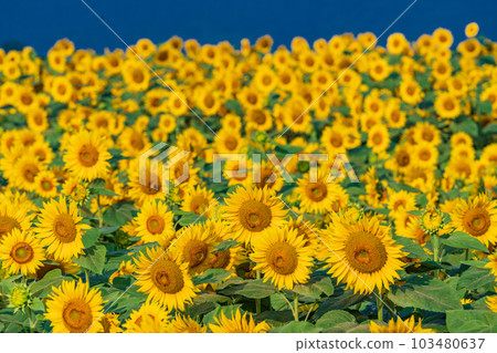  [山梨縣]明野向日葵 103480637