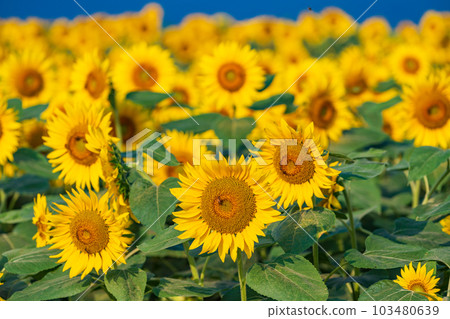  [Yamanashi Prefecture] Sunflower in Akeno 103480639